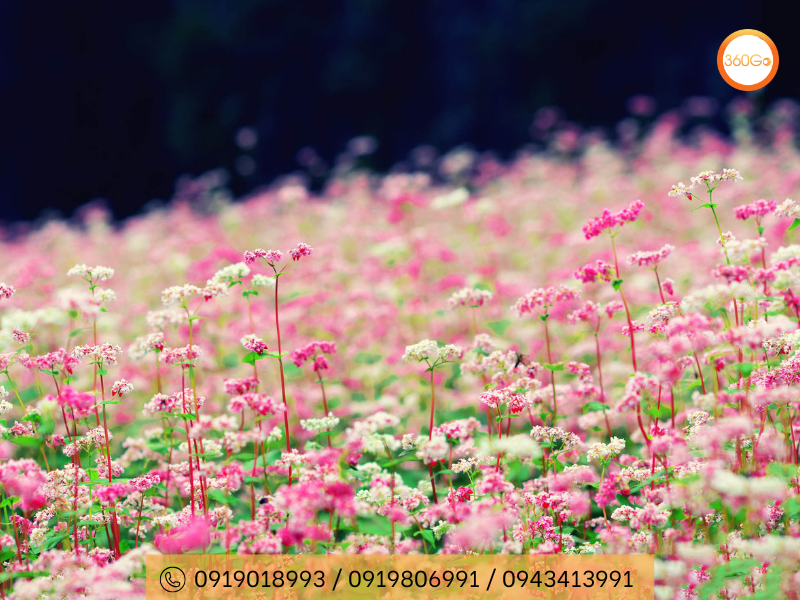 Sắc hồng tím Hà Giang từ tháng 10 đến tháng 12 - Du lịch 360Go